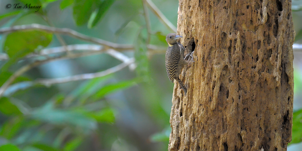 Barred Woodpecker